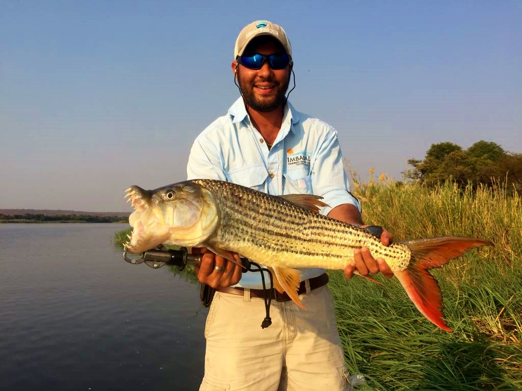Tiger Fish on the Upper Zambezi