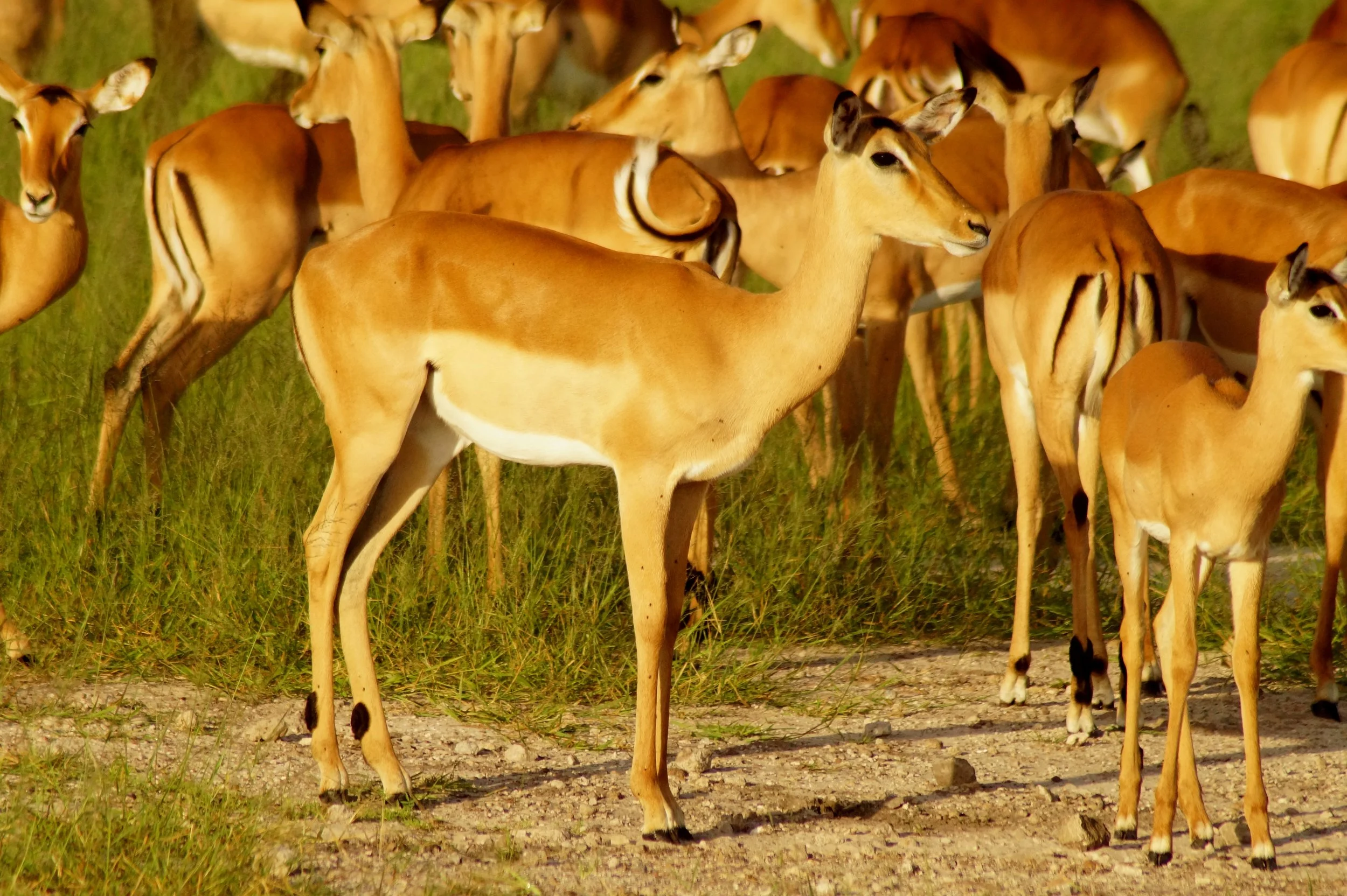A herd of Impala in the Zambezi National Park