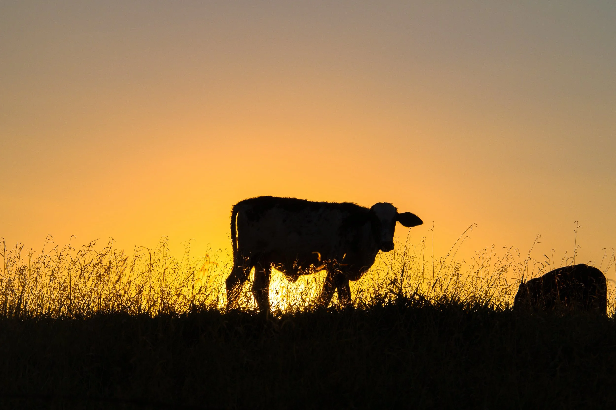 STOCK_cow.jpg