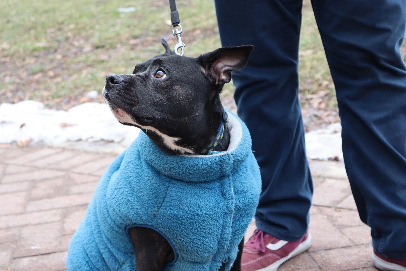  Bubbles, a Boston terrier is on a leash in his sky- blue jacket sitting on a paved path next to his uncle David looking towards the sky in Kerr Hall Quad (Amulyaa Dwivedi/ CanCulture Magazine ) 