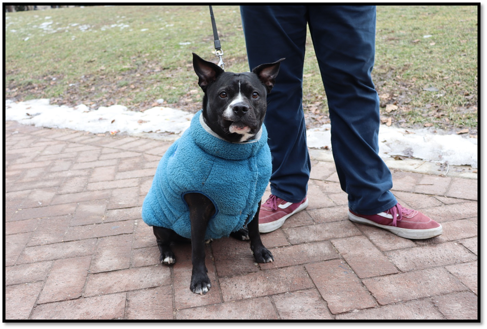  Bubbles, a boston terrier looking into the camera sitting next to his uncle. (Amulyaa Dwivedi/ CanCulture Magazine )    