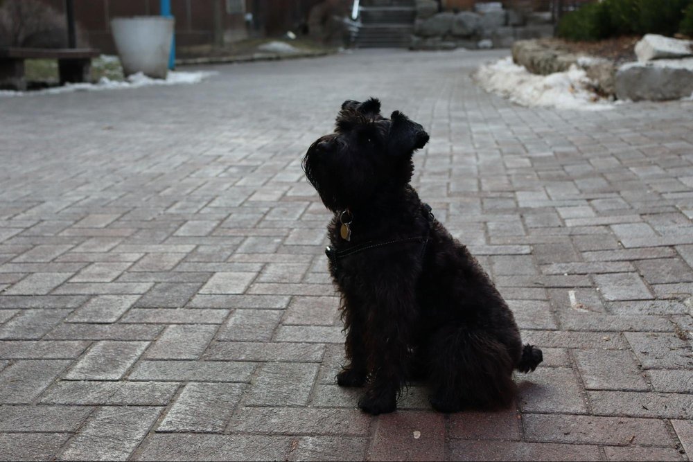  Aries is a miniature schnauzer. He looks like a black fur-ball, sitting on the paved path in Kerr Hall looking towards his owner. (Amulyaa Dwivedi/ CanCulture Magazine )    