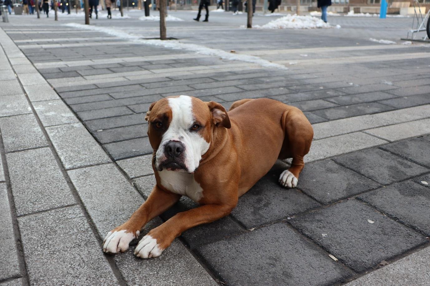  Ponzu, sitting with hips, knees and hocks aligned nicely looking into the camera. (Amulyaa Dwivedi/ CanCulture Magazine )    