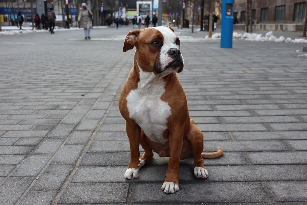  With a mix of light brown and white fur, Ponzu, an American bulldog and boxer mix with a proud demeanour, glances to the left.(Amulyaa Dwivedi/ CanCulture Magazine ) 