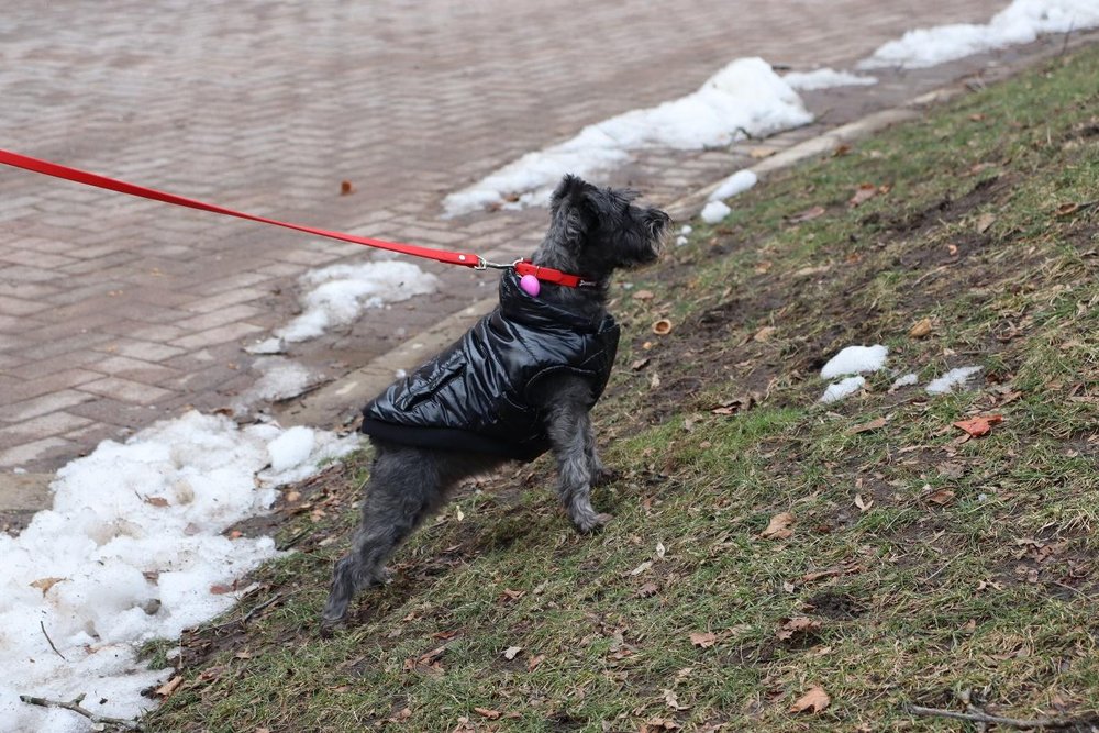  Khloe, a miniature schnauzer standing in an alert position on the slope of the middle ground area in Kerr Quad, chasing squirrels. (Amulyaa Dwivedi/ CanCulture Magazine )    