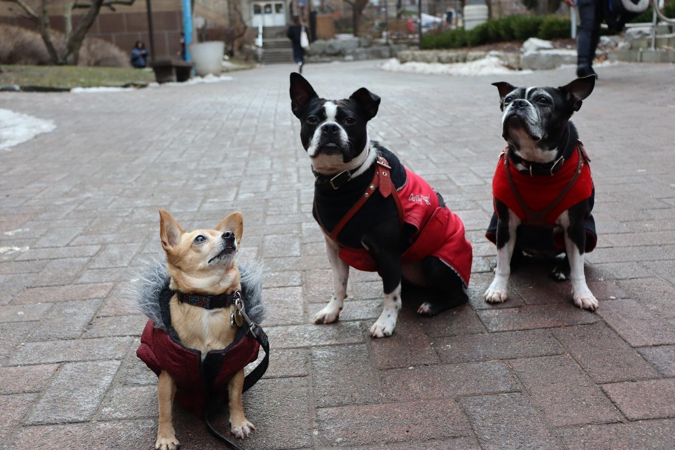  Sassy looking up towards the sky in her burgundy jacket with furs on it. Behind her are her furry friends, Mable &amp; Beatrice. (Amulyaa Dwivedi/ CanCulture Magazine ) 