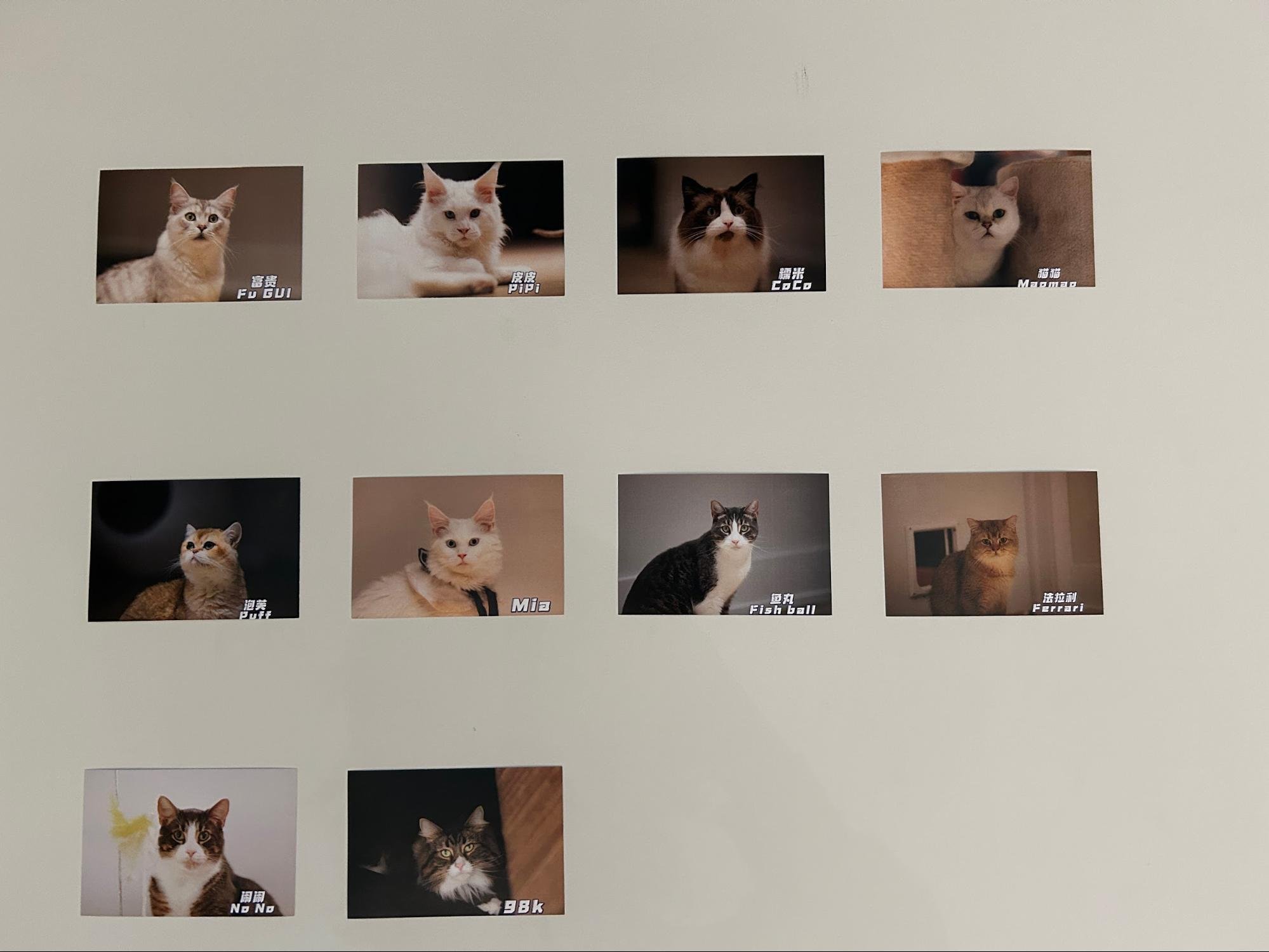 Cats that are up for adoption at the cafe. (Talia Saley/CanCulture)