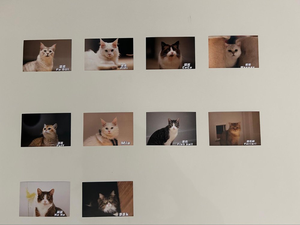 Cats that are up for adoption at the cafe. (Talia Saley/CanCulture)
