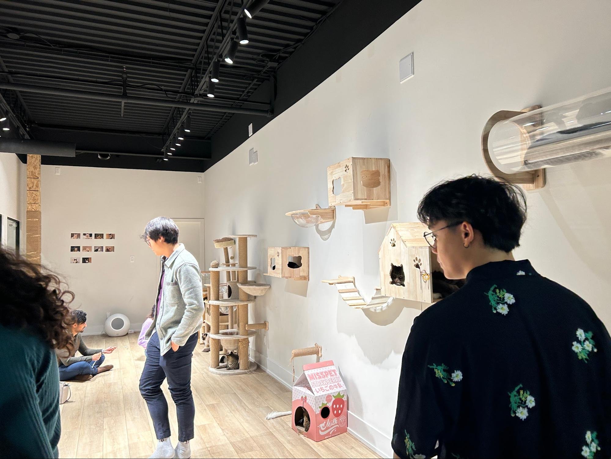 Lazy Cat Cafe The new goto destination for every cat lover — CanCulture