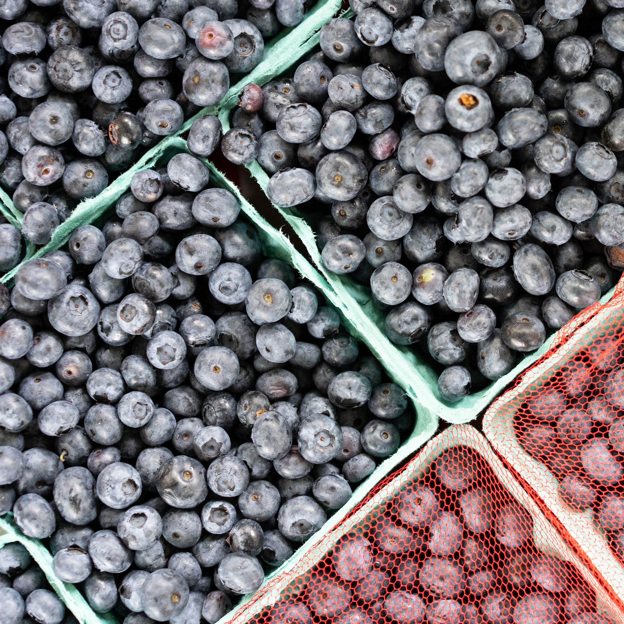 PFM_Terhune_blueberries-1.jpg