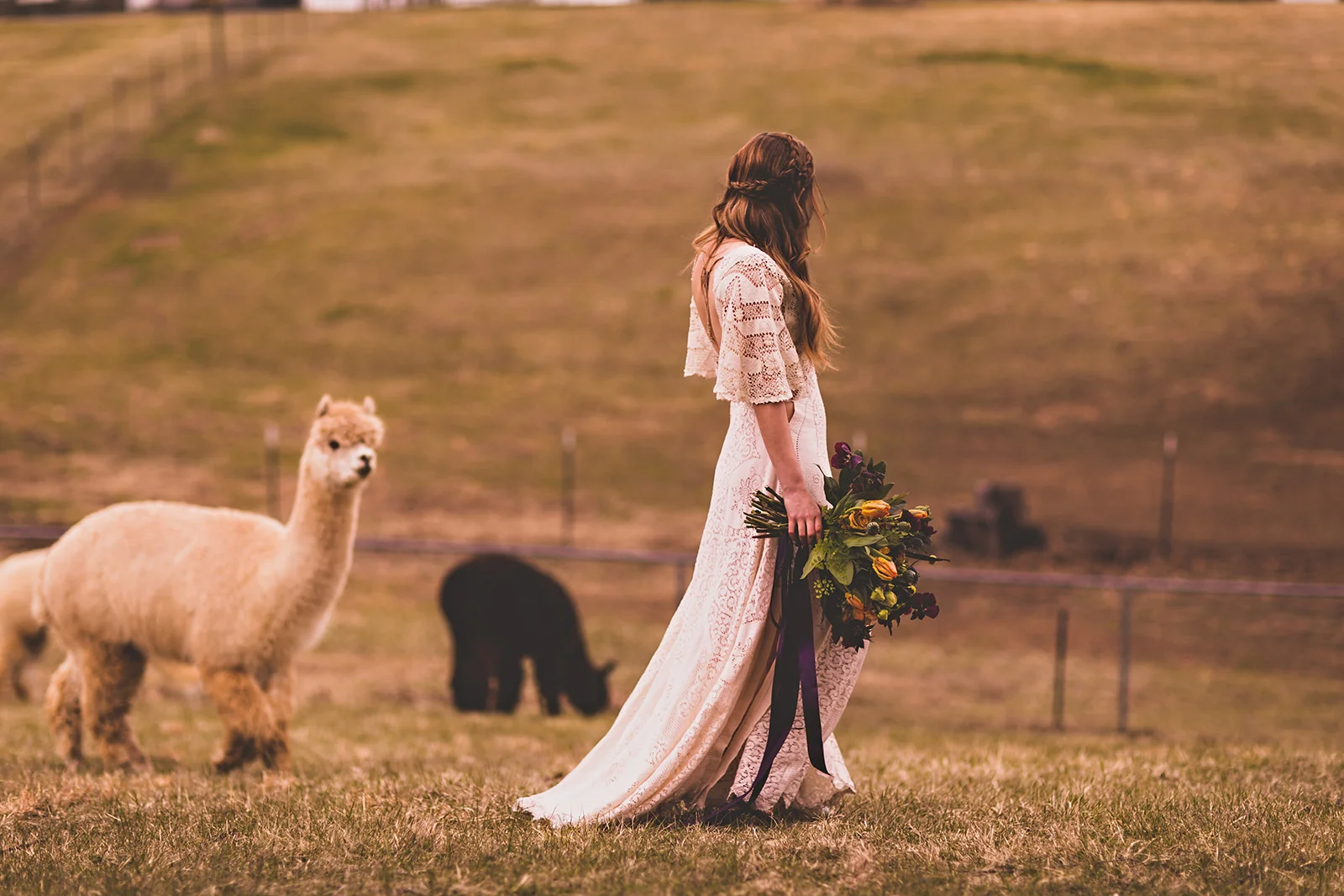 alpacas-150.jpg