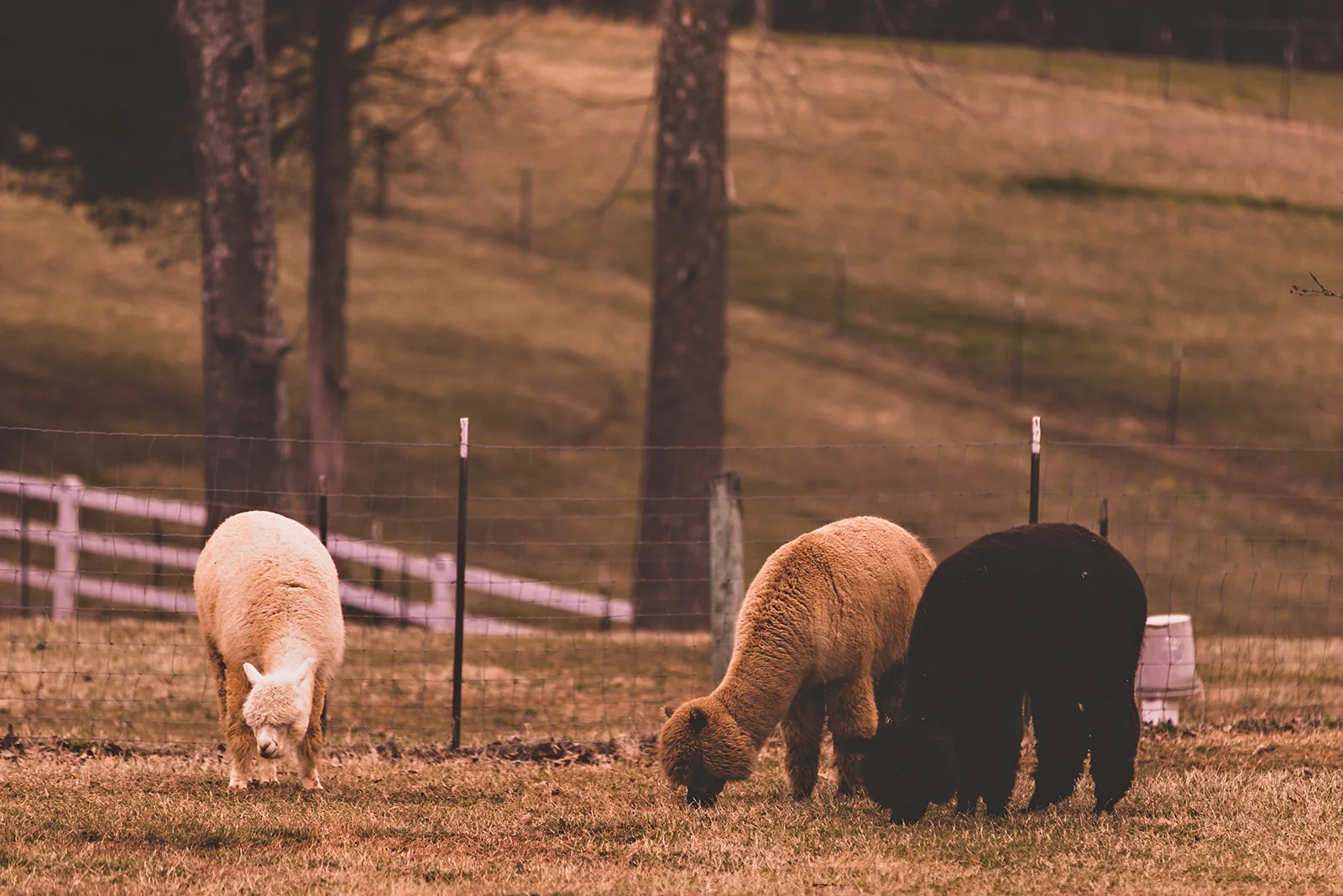 alpacas-80.jpg