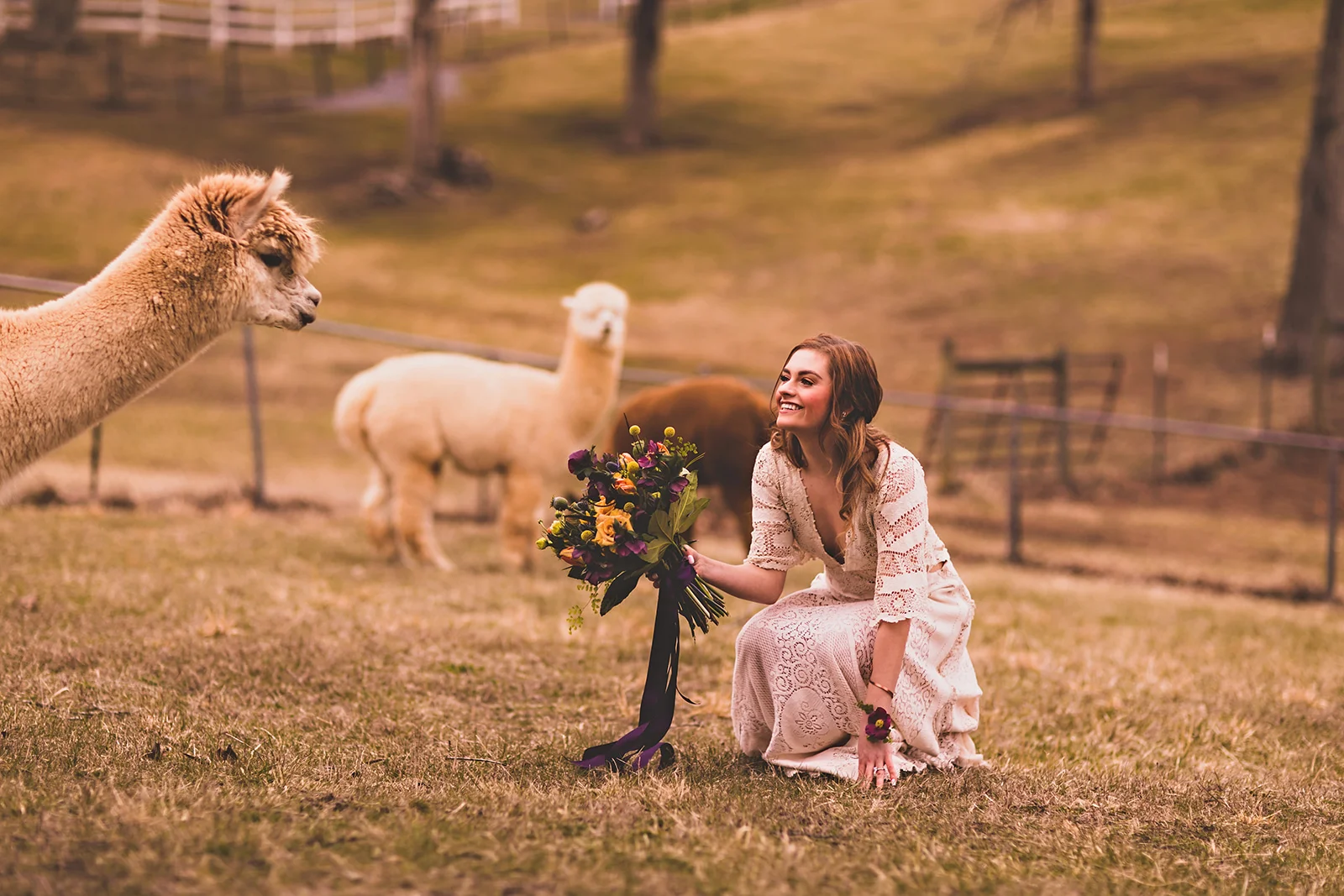 alpacas-135.jpg