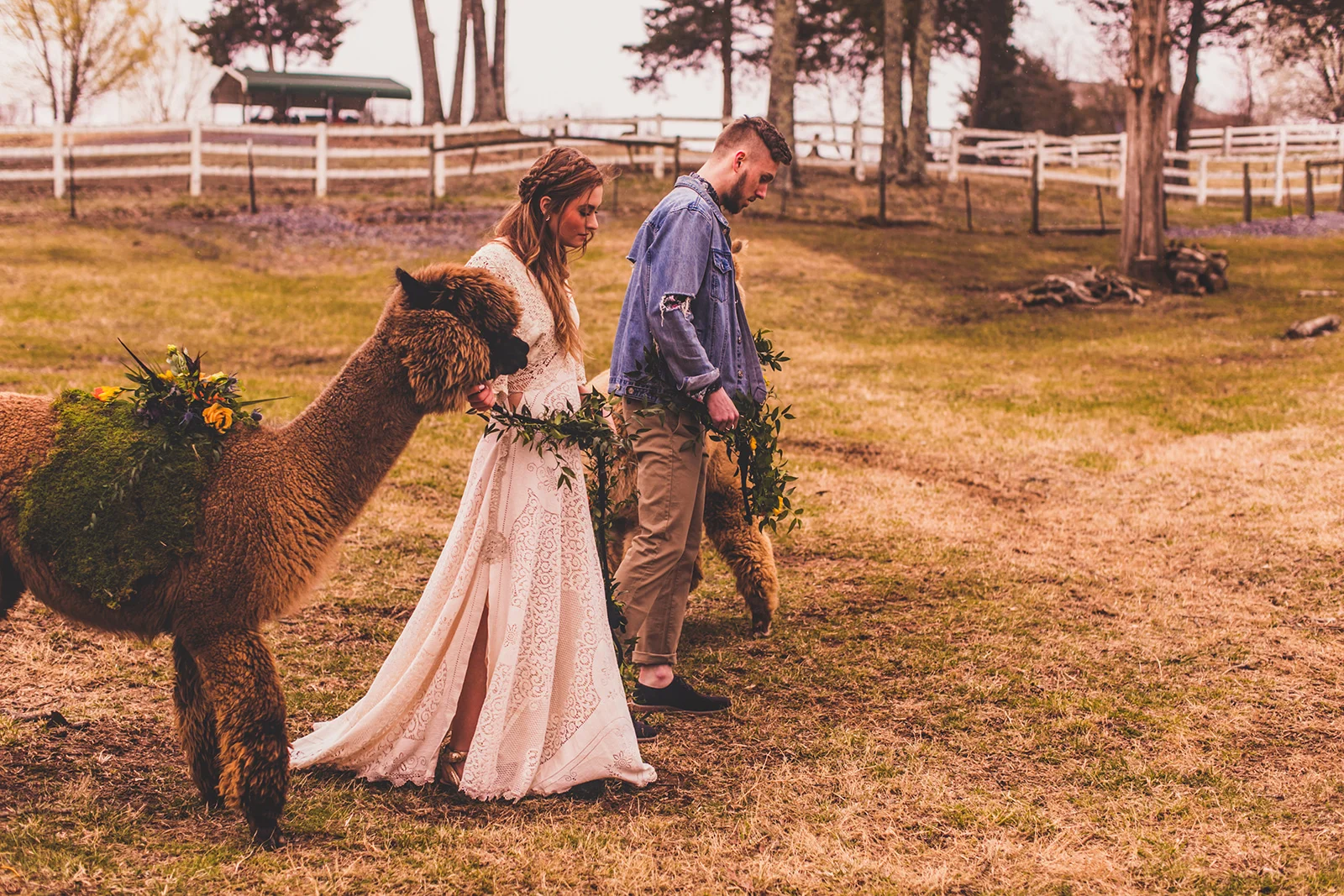 alpacas-269.jpg