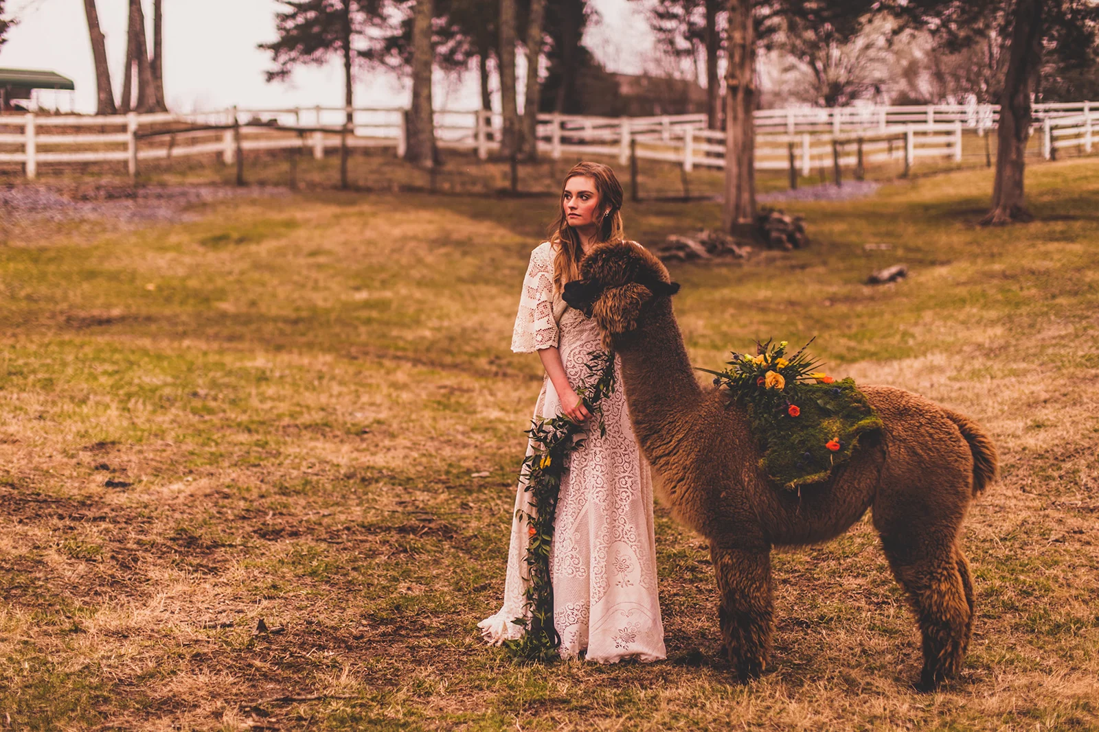 alpacas-259.jpg