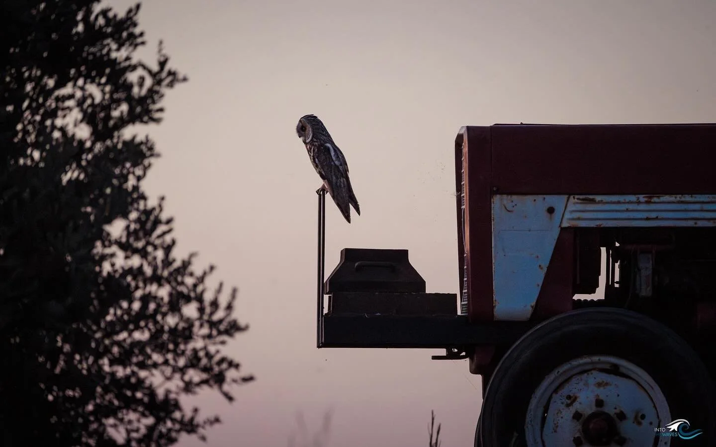 Encore un moment simple et magique ! Immortalis&eacute; (avec son regard affut&eacute;) par l&rsquo;ami @gaelcontal_intothewaves 

Un hibou des marais (Asio flammeus)!
Esp&egrave;ce discr&egrave;te et fascinante, elle niche parfois dans les zones hum