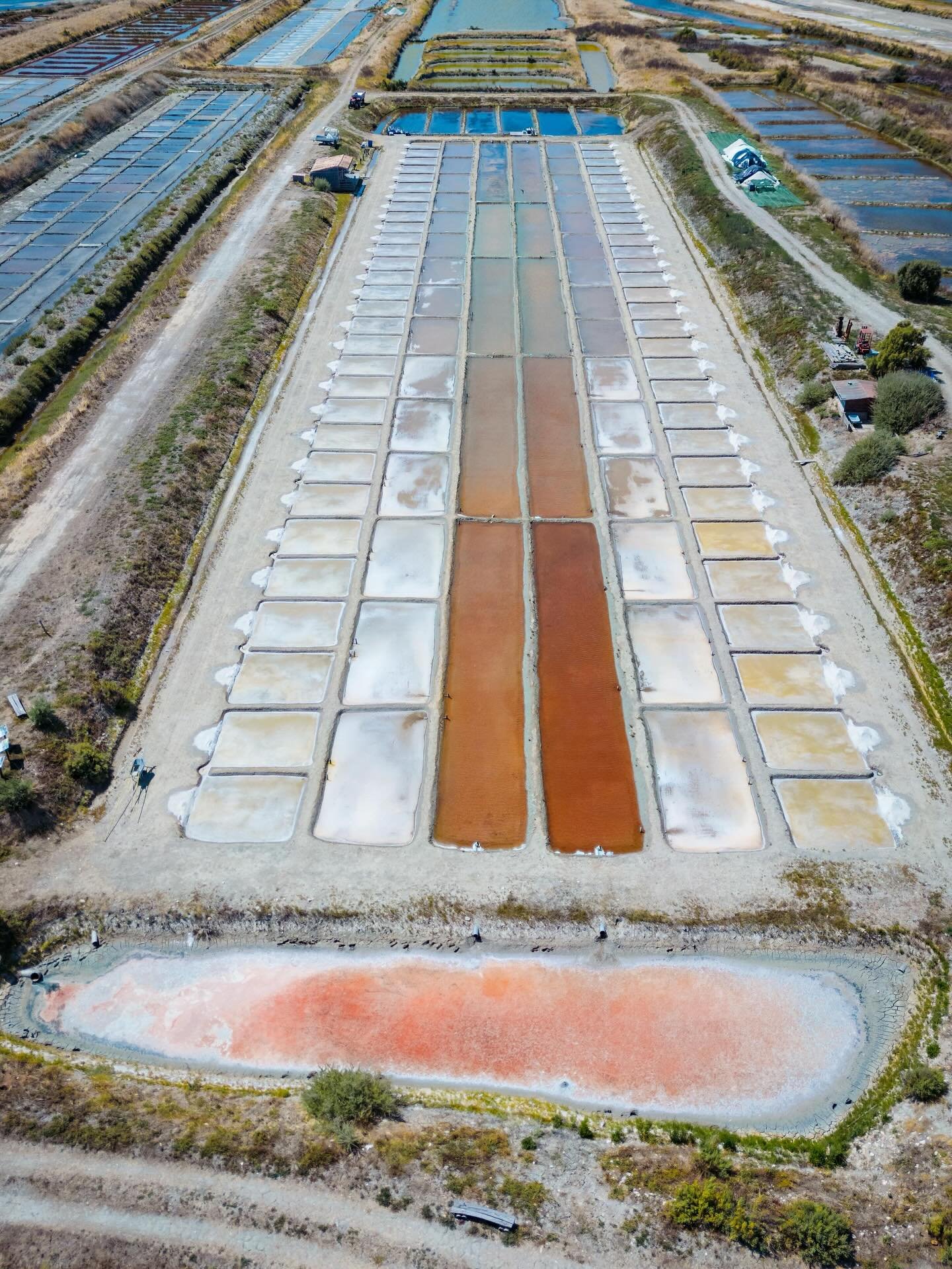 Dunaliella salina 

Lorsque le marais salant  d&eacute;passe un certain seuil de salinit&eacute; (g&eacute;n&eacute;ralement autour de 250 &agrave; 300 g/L) l&rsquo;eau se colore de teintes rouges 
Il est enti&egrave;rement d&ucirc; &agrave; une micr