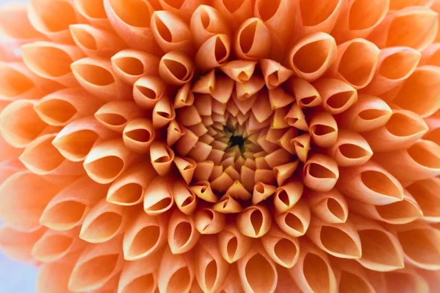 orange dahlia.jpg
