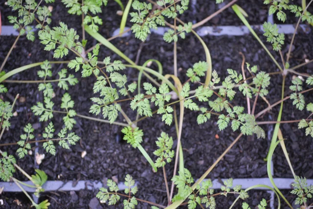 Autumn sown Orlaya seedlings