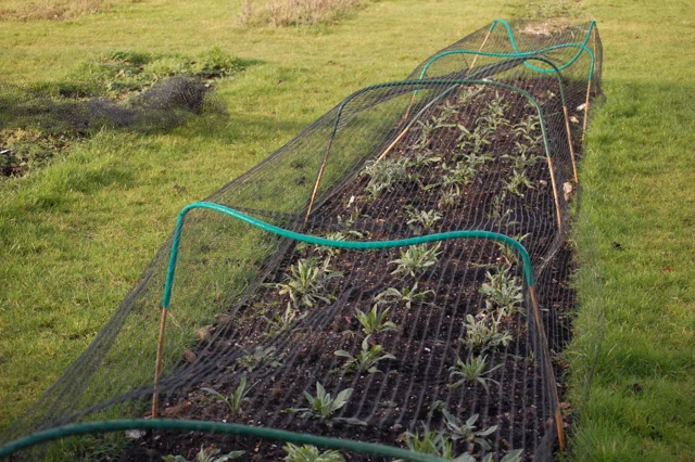 Covered in ugly netting to keep off the deer and rabbits who love overwintering cornflowers