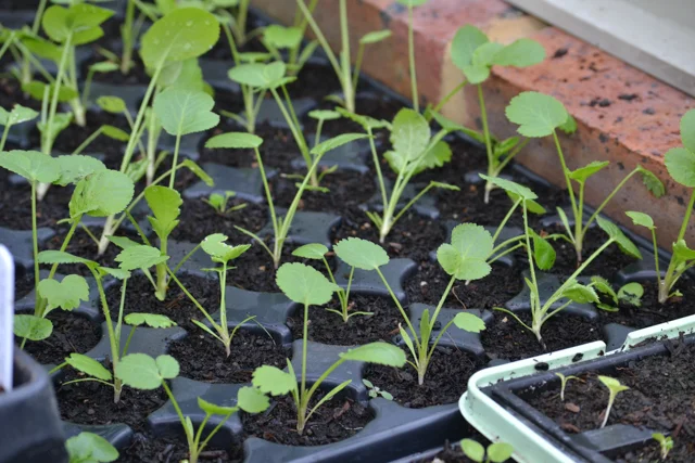 Strong Ammi seedlings mid October about to be planted out