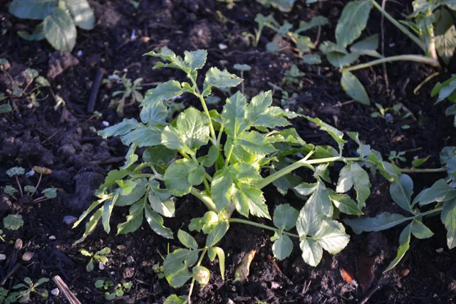 Strong Ammi plant in the January sunshine