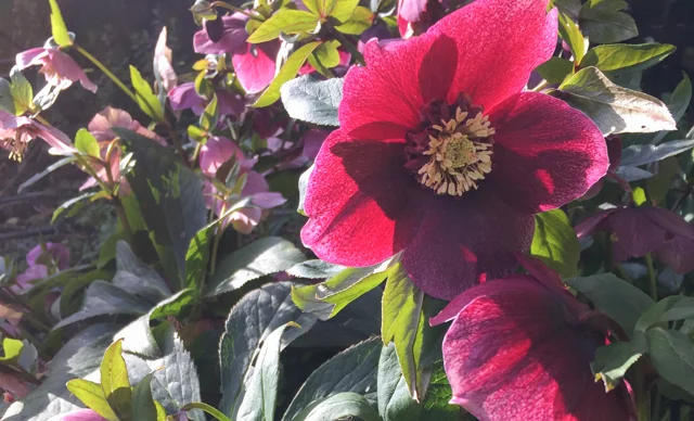 garden hellebore-2.jpg