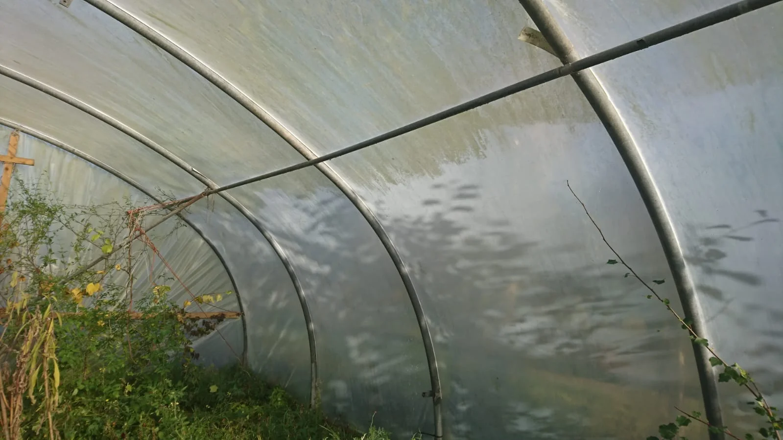 Algae on the polytunnel.jpg