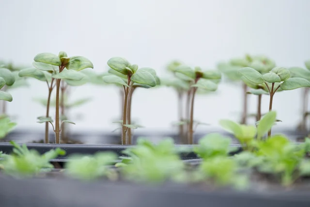 Perfect seedlings being given the right amount of light, water, and growing medium.