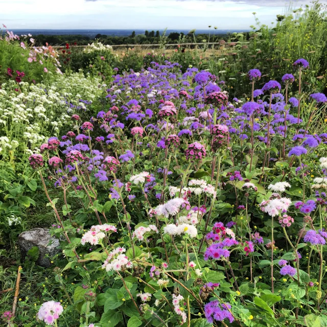A whole row of Ageratum produces a lot of stems each week. If they don’t all get sold, they are wastage.