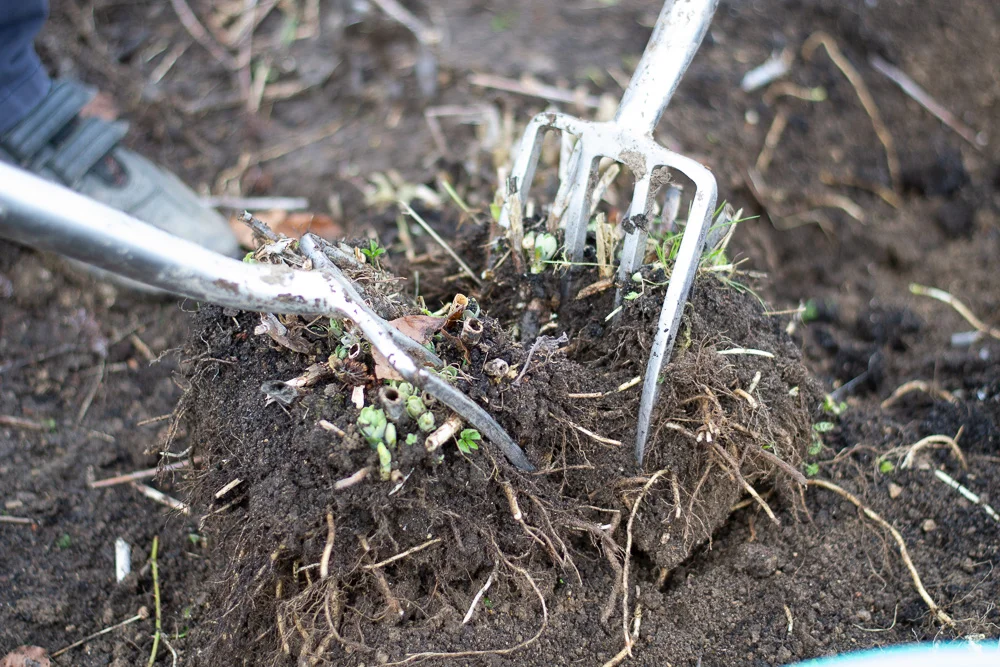 Dividing a sedum, but not too small as I want flowers this year.