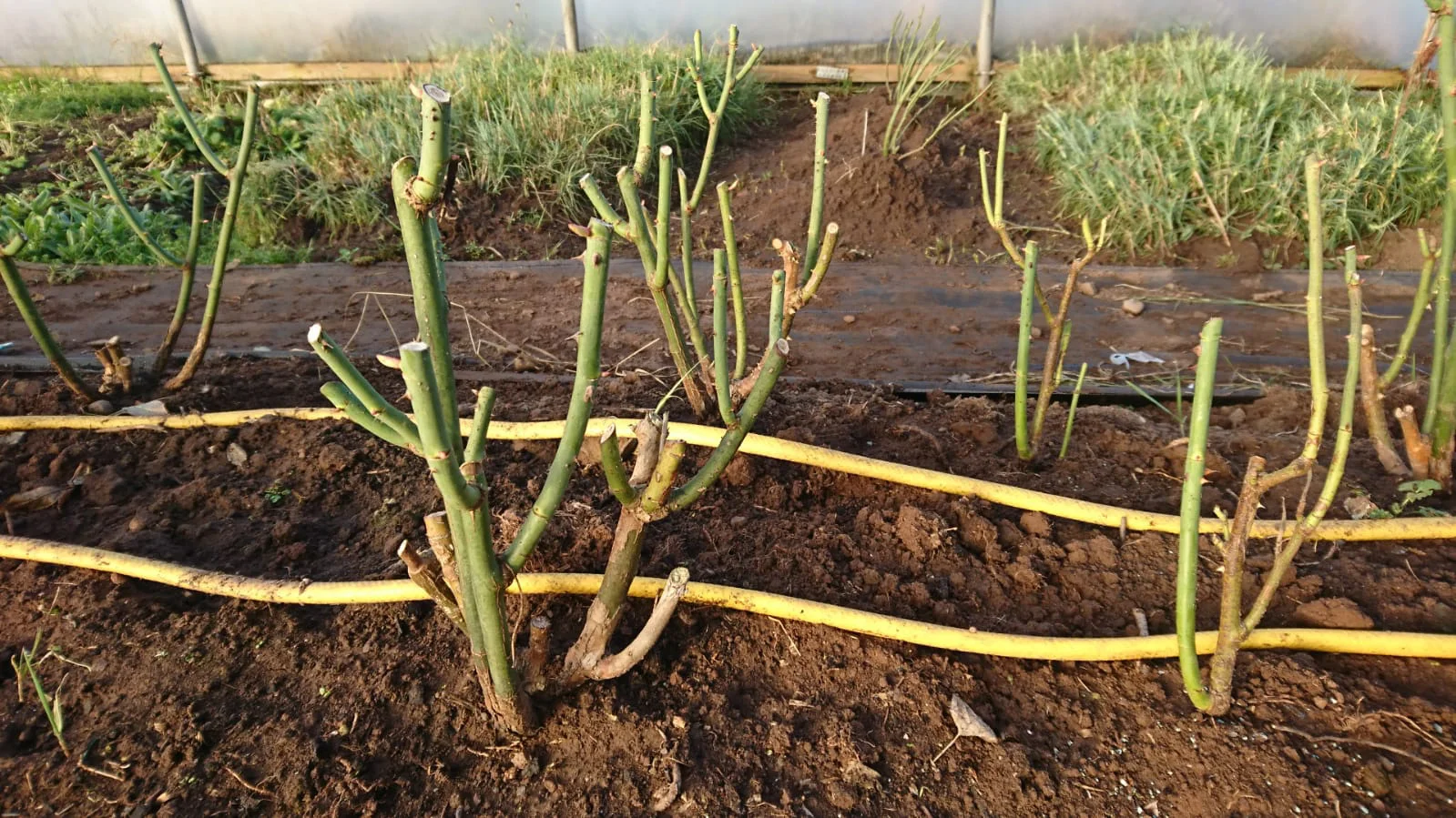 Pruned Roses.jpg