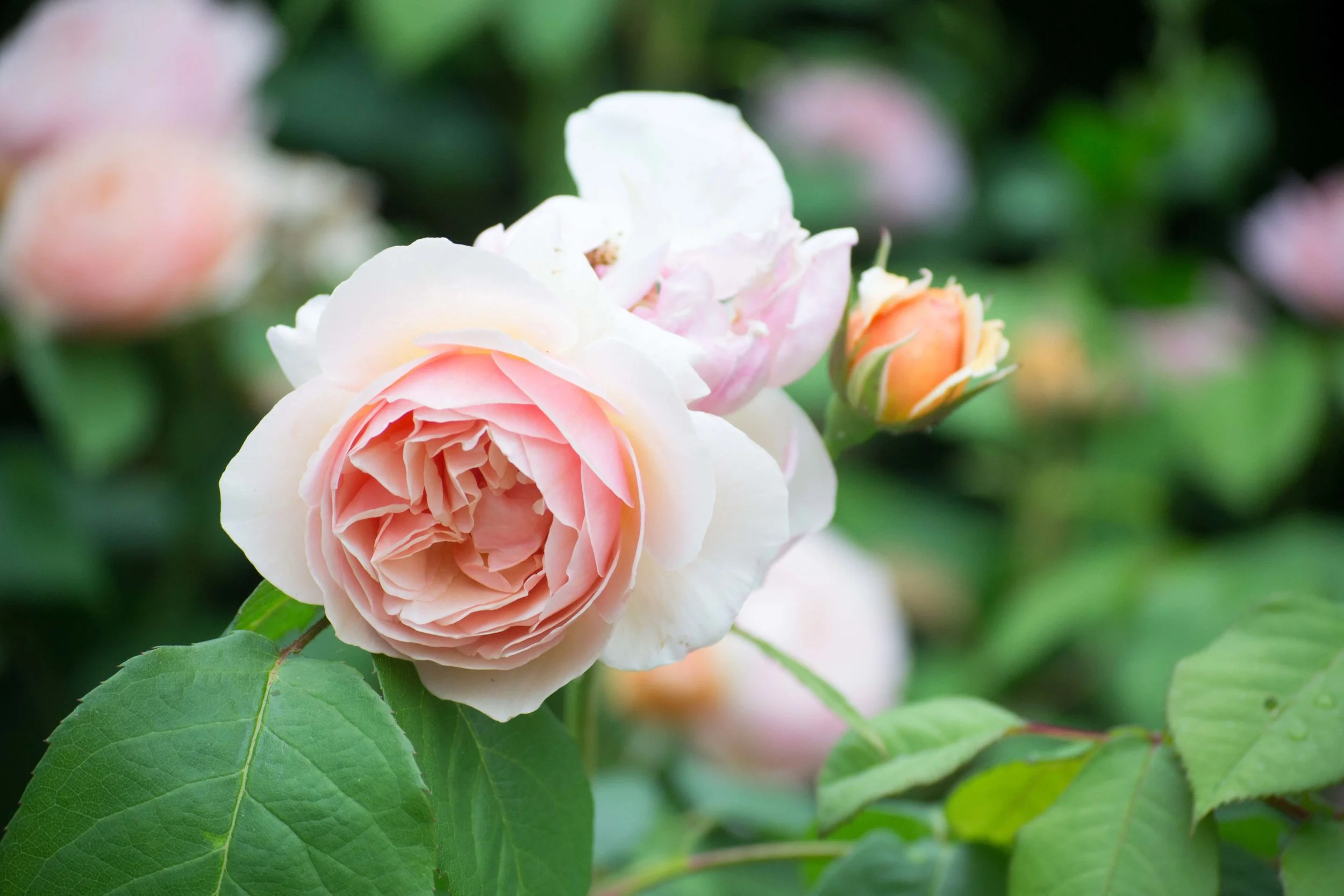 Rose pruning for plenty of beautiful cut flowers — The Business of