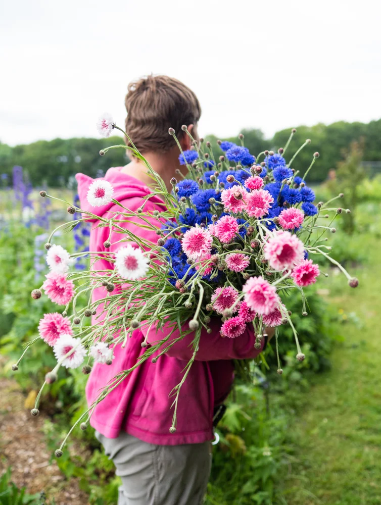 Claire with cornflowers.jpg