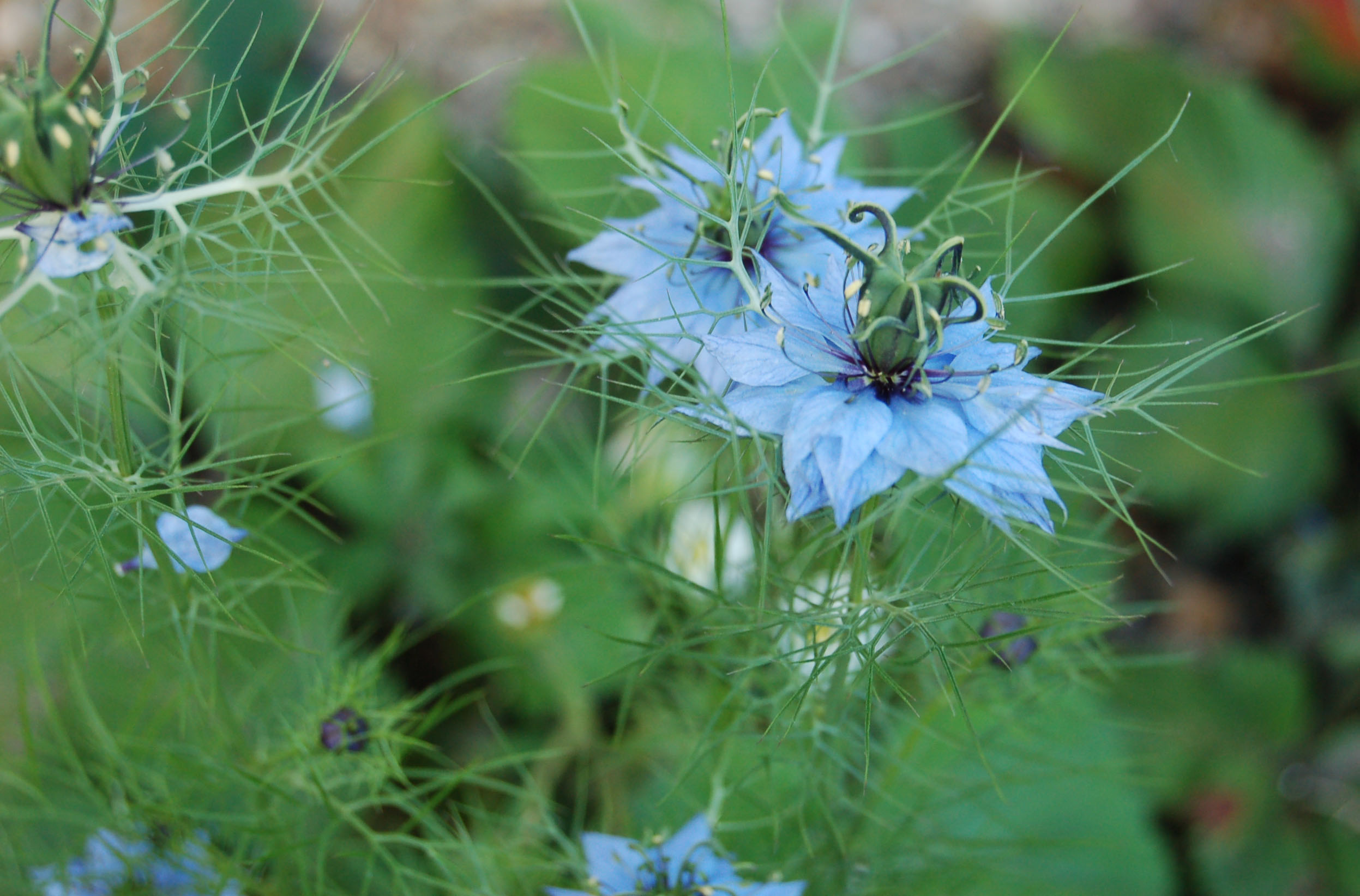 Blue Nigella in back garden (1 of 1).jpg