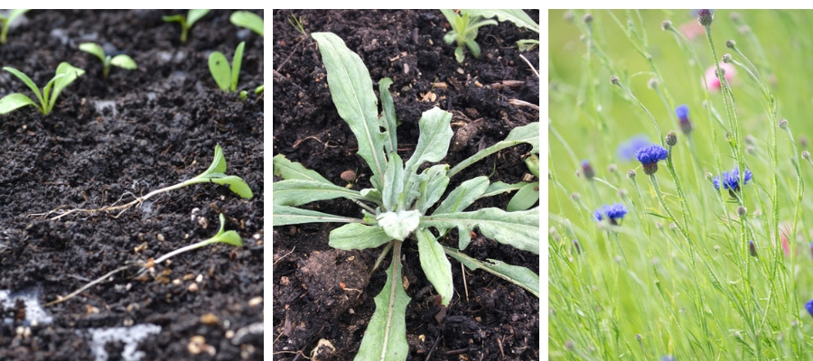 Cornflowers seedling to plant.jpg