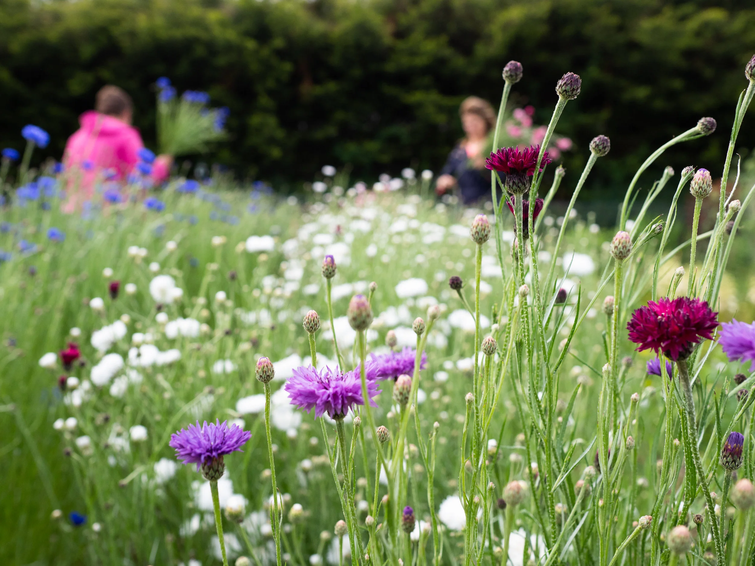 Cornflowers field.jpg