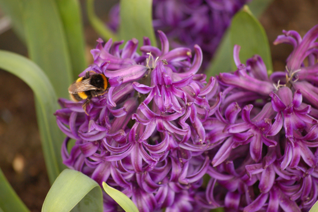 hyacinth with bee.jpg