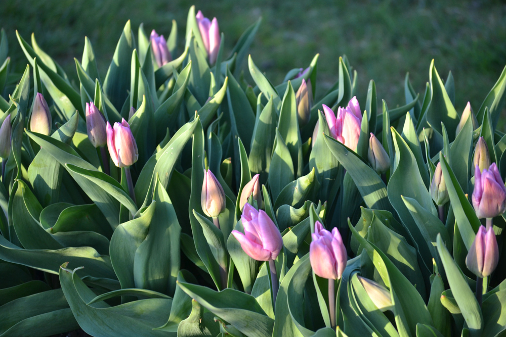 candy prince tulips-1.jpg