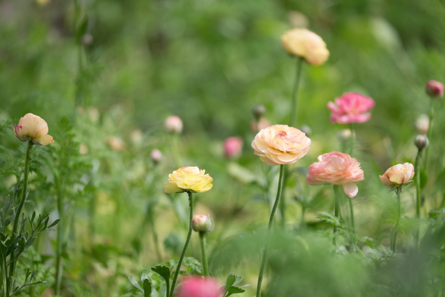 May bed of ranunculus.jpg