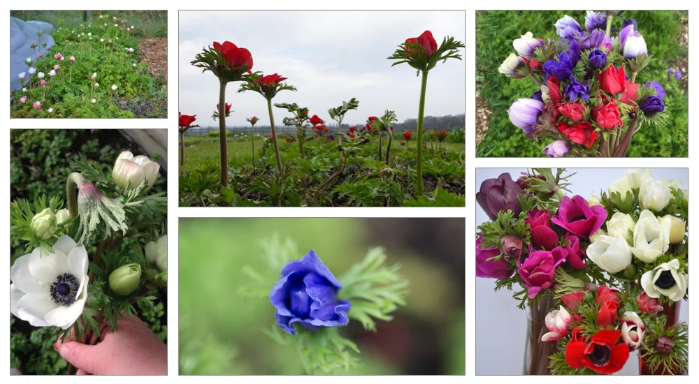 Anemone montage.jpg