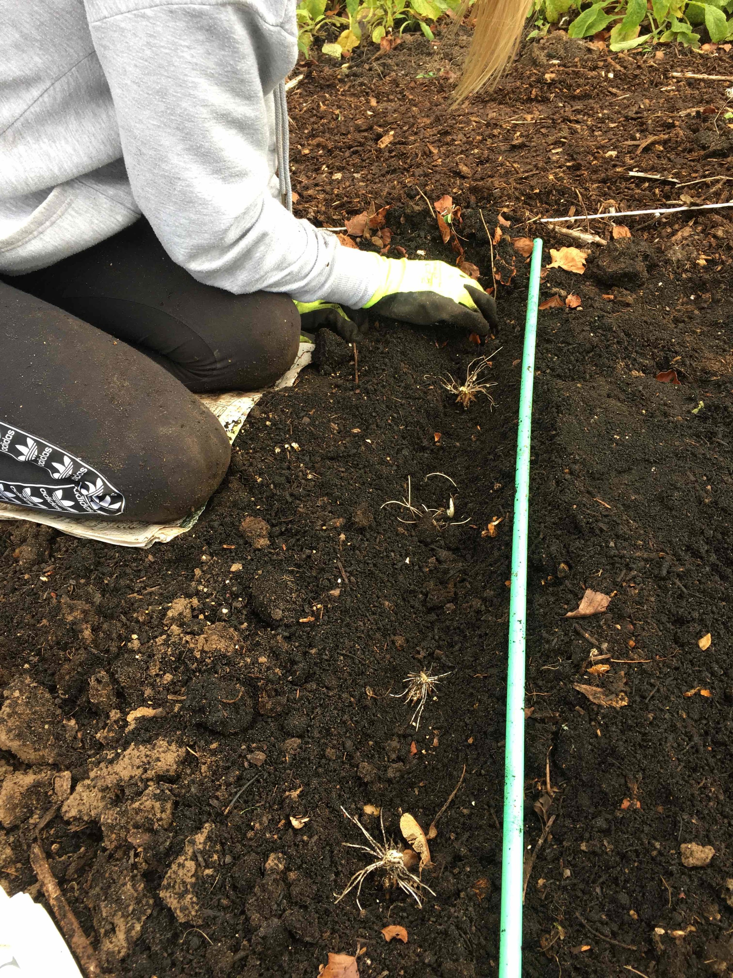 Emma planting ranunculus close up.jpg