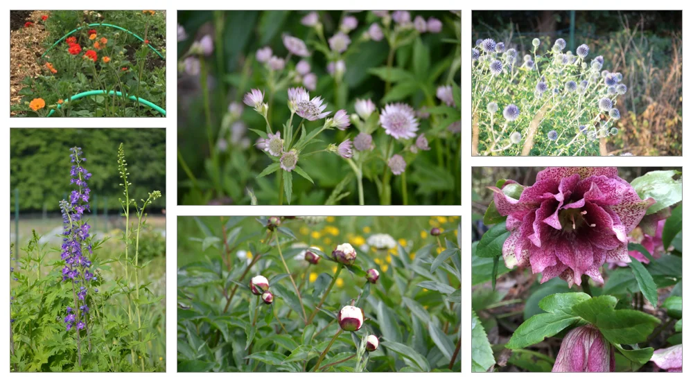 perennial montage.jpg