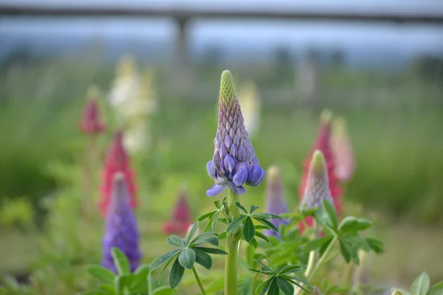 Lupins.jpg