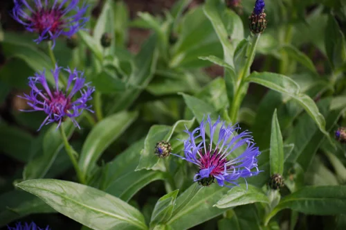 blue centaurea (1 of 1).jpg