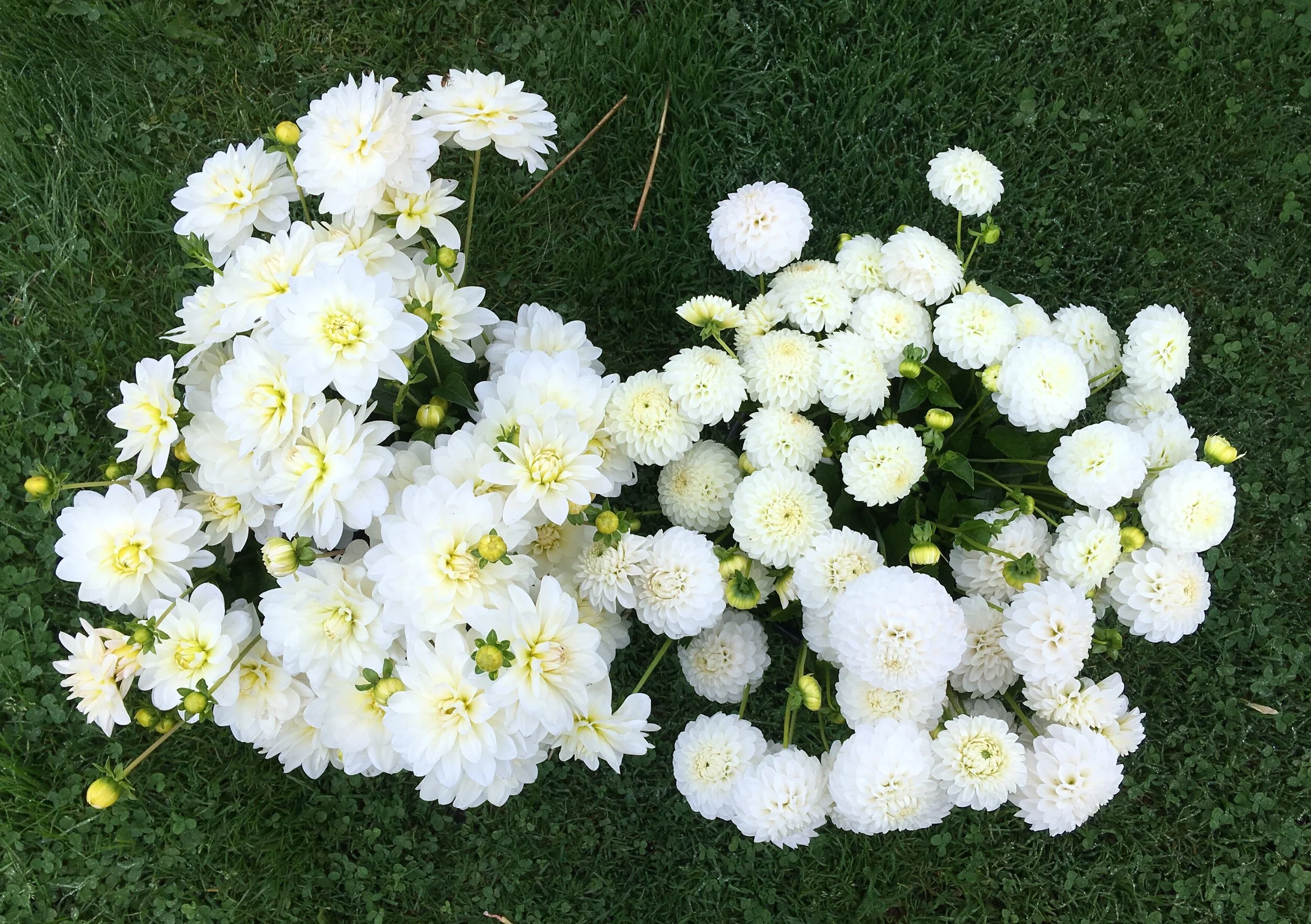 A good mix of whites