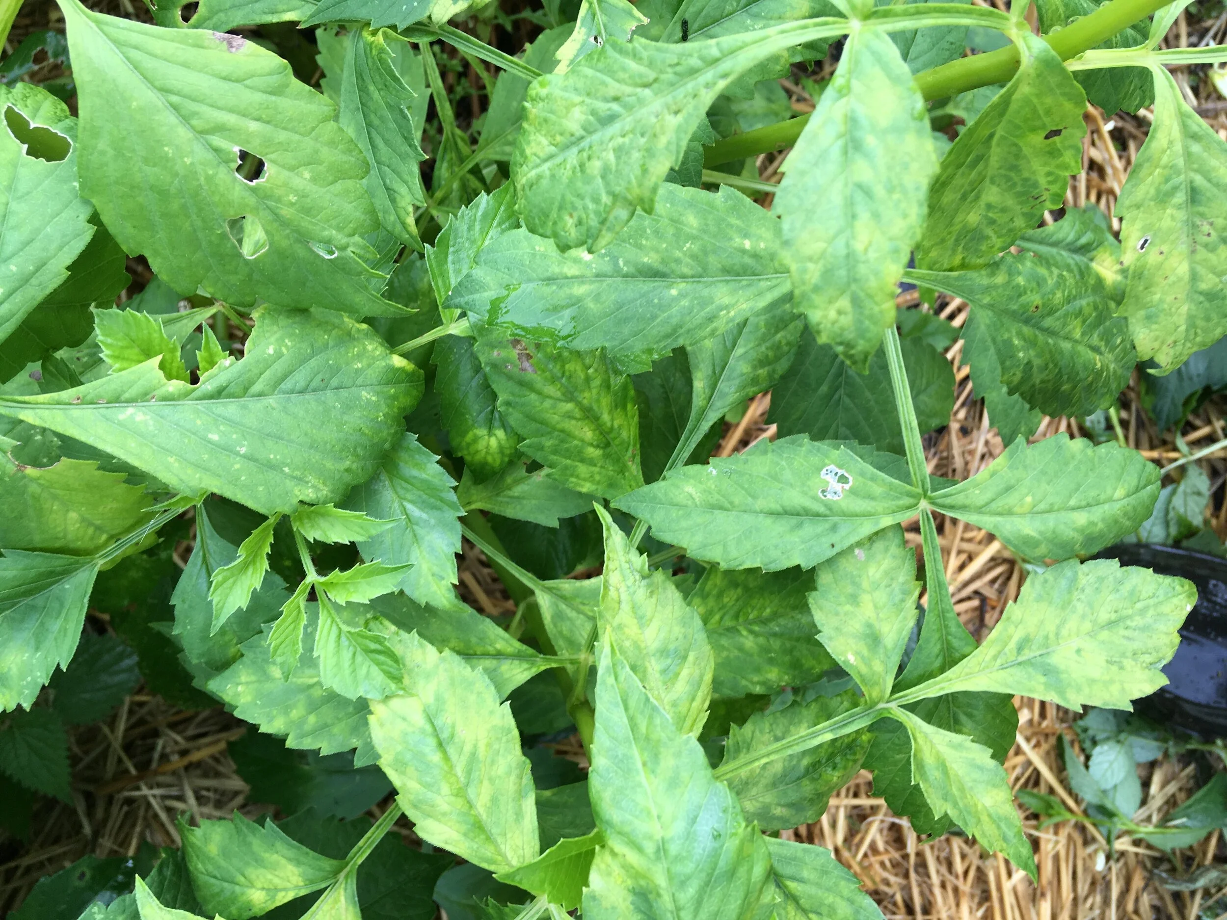 Mottled leaves looking a bit like virus