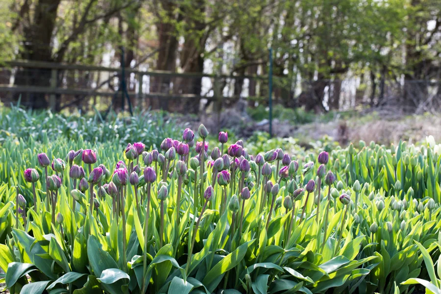 Tulip view of field.jpg