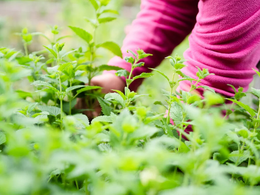 picking lemon balm.jpg