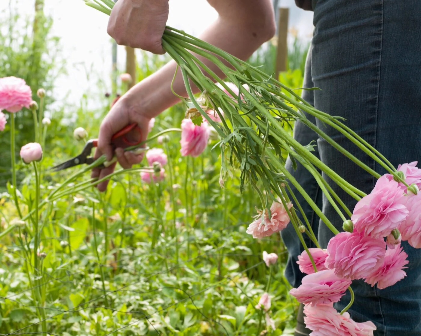 How many Ranunculus stems per plant? I’ve seen estimates from 3 to 20.